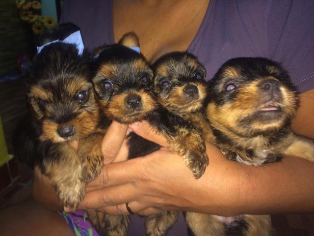 Yorkshire terrier - Foto 2