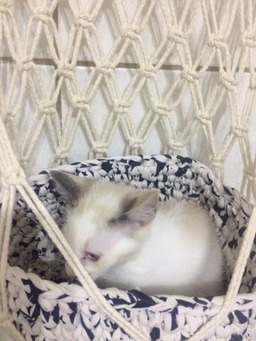 Cesto suspenso em Macramê para gatos - Foto 2