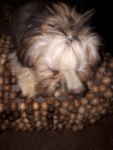 Shih tzu macho - Foto 2