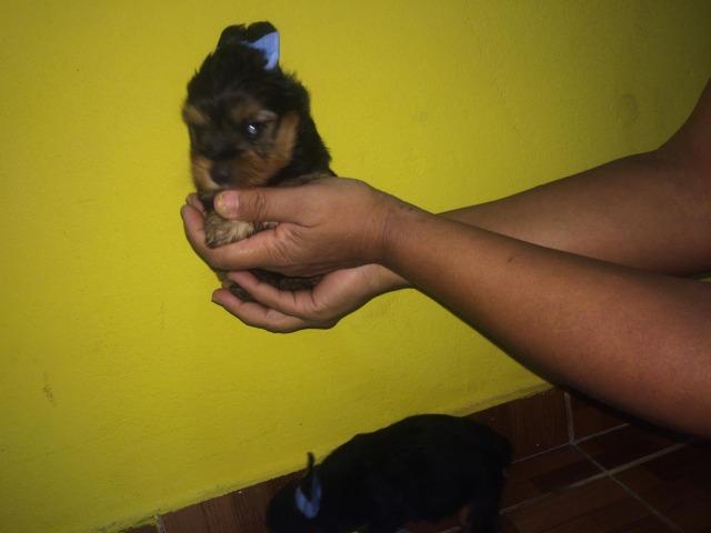 Yorkshire terrier