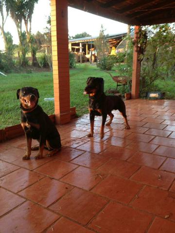 Filhote de rottweiler