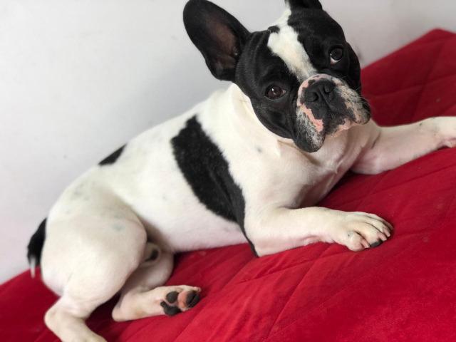 Bulldog Francês - Disponivel para cobertura ( Macho ) VENDA DE FILHOTES - Foto 2