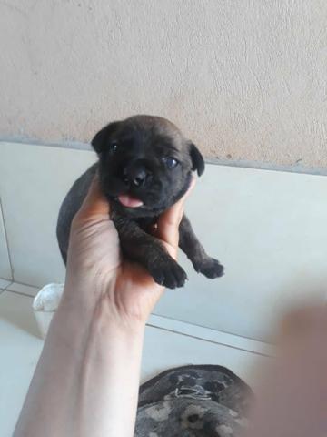Filhote de Pitbull Black - Foto 3