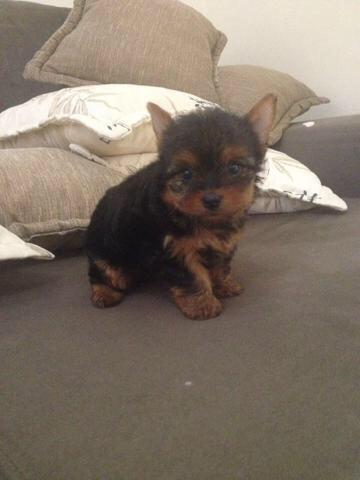 Yorkshire micro com pedigree e microchip
