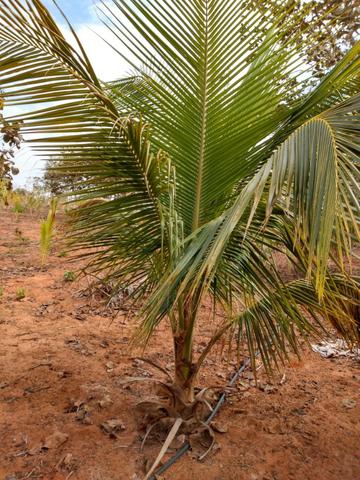 Chácara a Venda - Chapada dos Guimarães ? 10.000m² - Foto 12