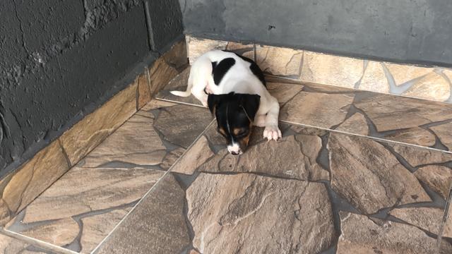 Fox paulistinha com pedigree e microchip - Foto 3