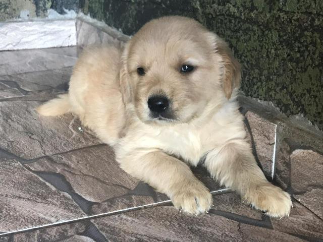 Golden retriever com pedigree e microchip