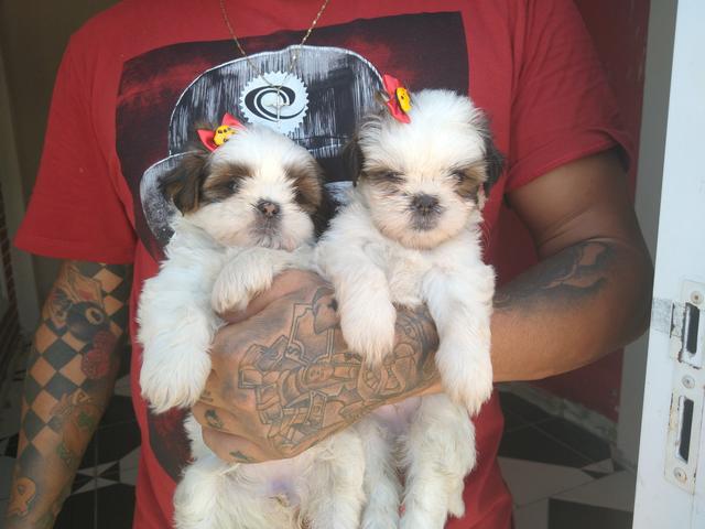 Filhotes de shihtzu