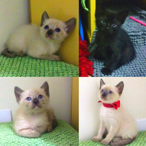 Gatinhos para ADOÇÃO responsável
