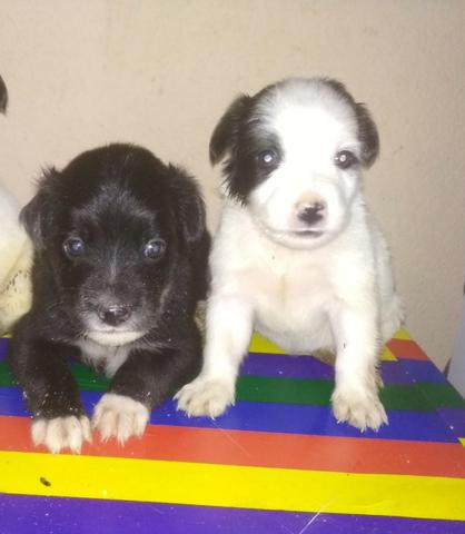 Cuida ta lindos valor 130