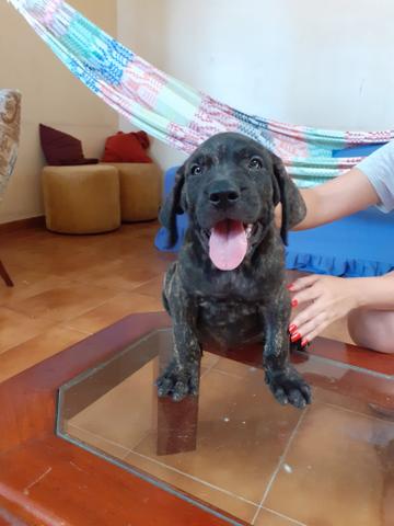 Filhotes de Fila Brasileiro