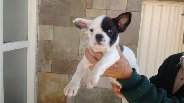 Bulldogs frances com pedigree e microchip - Foto 3