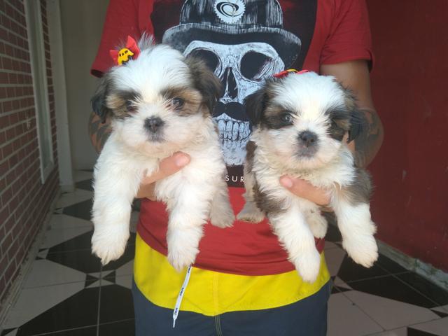 Filhotes de shihtzu - Foto 4