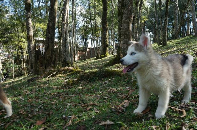 !!!!! Husky Siberianos Excelente Padrão !!!! - Foto 4