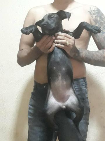 Linda cachorra pit bull - Foto 2