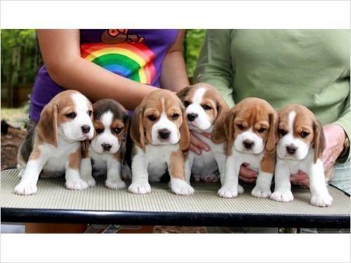 Beagle recibo garantia de saude lindos