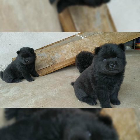 Vendo filhotes de Chow Chow