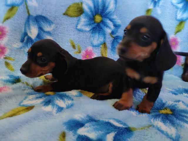 Dachshund ( Basset, linguicinha ) - Foto 2