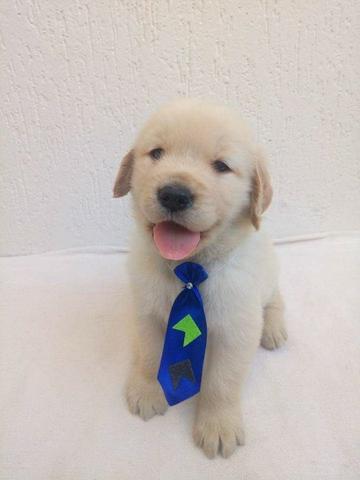 Excelente presnete, a pronta entrega, com pedigree e contrato