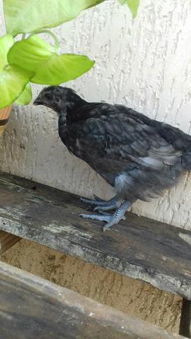 Fragas polacas gigante negro - Foto 4