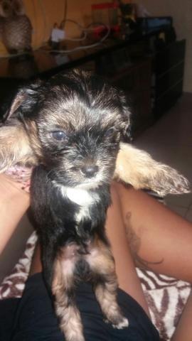 Lindos poodle x York só 130 cada. Entrego zap 99162.3036 - Foto 2