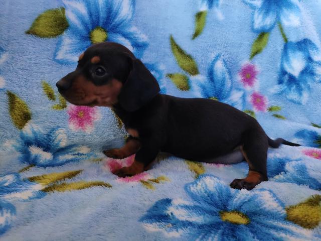 Dachshund ( Basset, linguicinha ) - Foto 4
