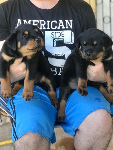 Rottweiler cabeça de touro