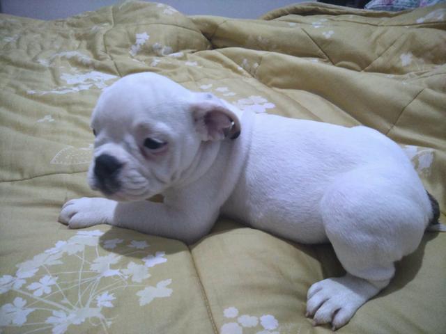 Promoção bulldog inglês