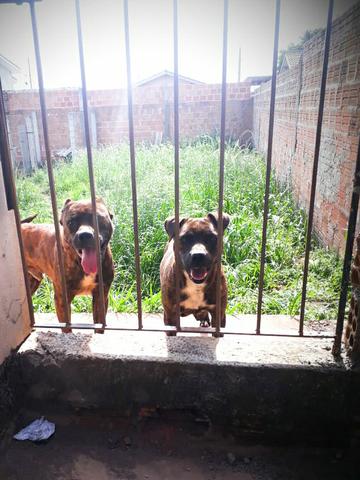 Filhote de Pitbull Black