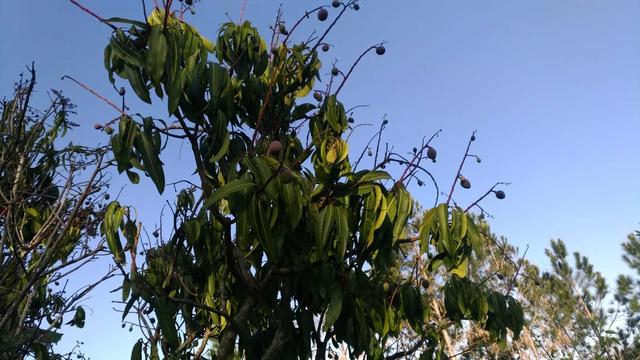 Chácara - Foto 14
