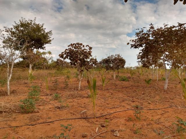 Chácara a Venda - Chapada dos Guimarães ? 10.000m² - Foto 15