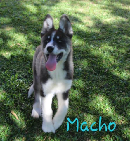 Últimos machinhos de Husky Siberiano Disponível - Foto 2
