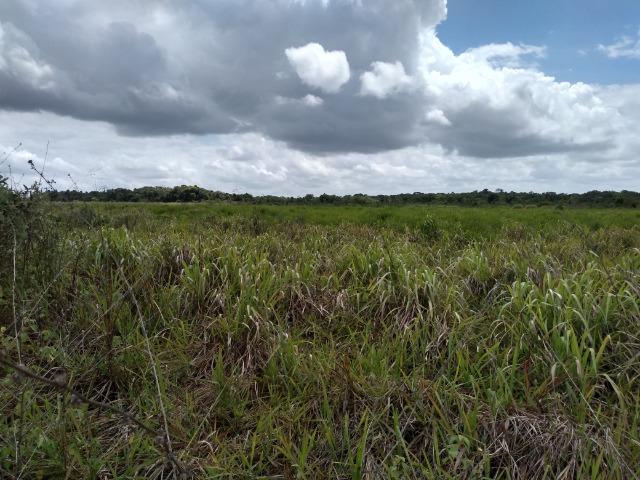 No Pará,175 hectares ha região de Castanhal-Pará por 1.400.000,00 documentada - Foto 2