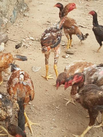 Prantel de frango gigante - Foto 3