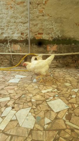 Frango e galinhas - Foto 2