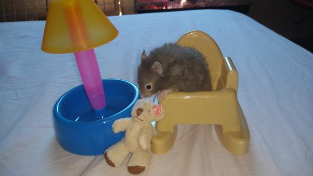 Hamster sírio