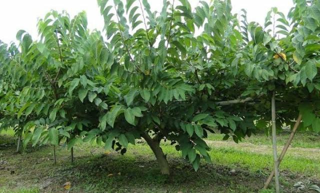 Mudas Frutíferas Enxertadas!! - Foto 5