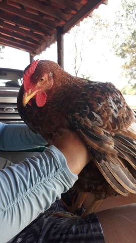 Ovos Galados Caipira Galinha Feliz.