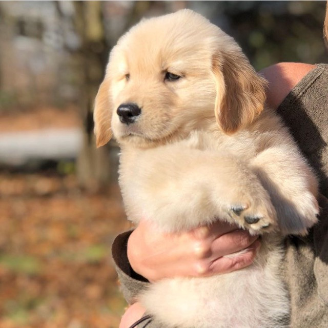 Golden Retriever Filhote Macho Com Pedigree E Garantia De Saude Cachorros E Acessorios Recreio Dos Bandeirantes Rio De Janeiro 848600640 Olx