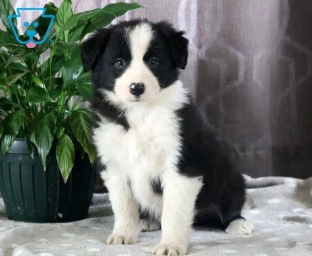 Cachorro Border Collie macho e femea, com garantia genetica vitalicia. -  Cachorros e acessórios - Munhoz Júnior, Osasco 1261817580