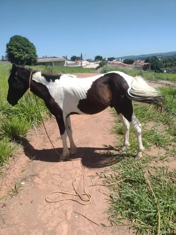 Vendo cavalo Painthorse PO Registrado (sólido com frente aberta) - Cavalos  e acessórios - Praia do Canto, Vitória 1256500999