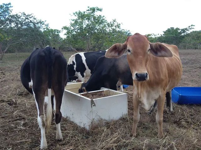 Gado de leite para recria 