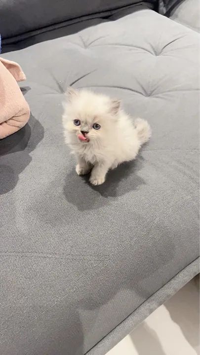 Filhote de Gato Persa - Foto 2