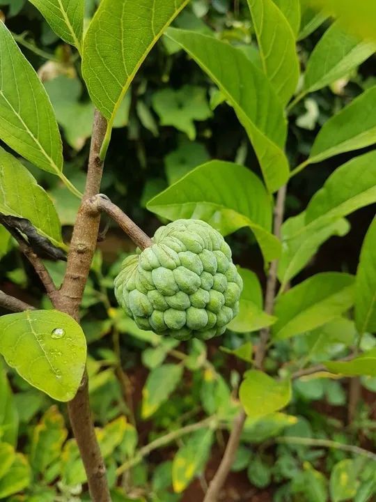 Frutífera Enxertada pinha