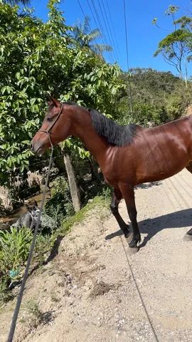 Garanhão Puro sangue Árabe