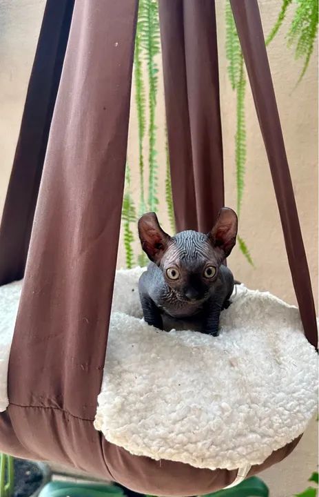 Fêmea Elf disponível @gatilgirotto