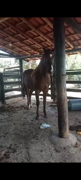 Cavalo quarto de milha  - Foto 2