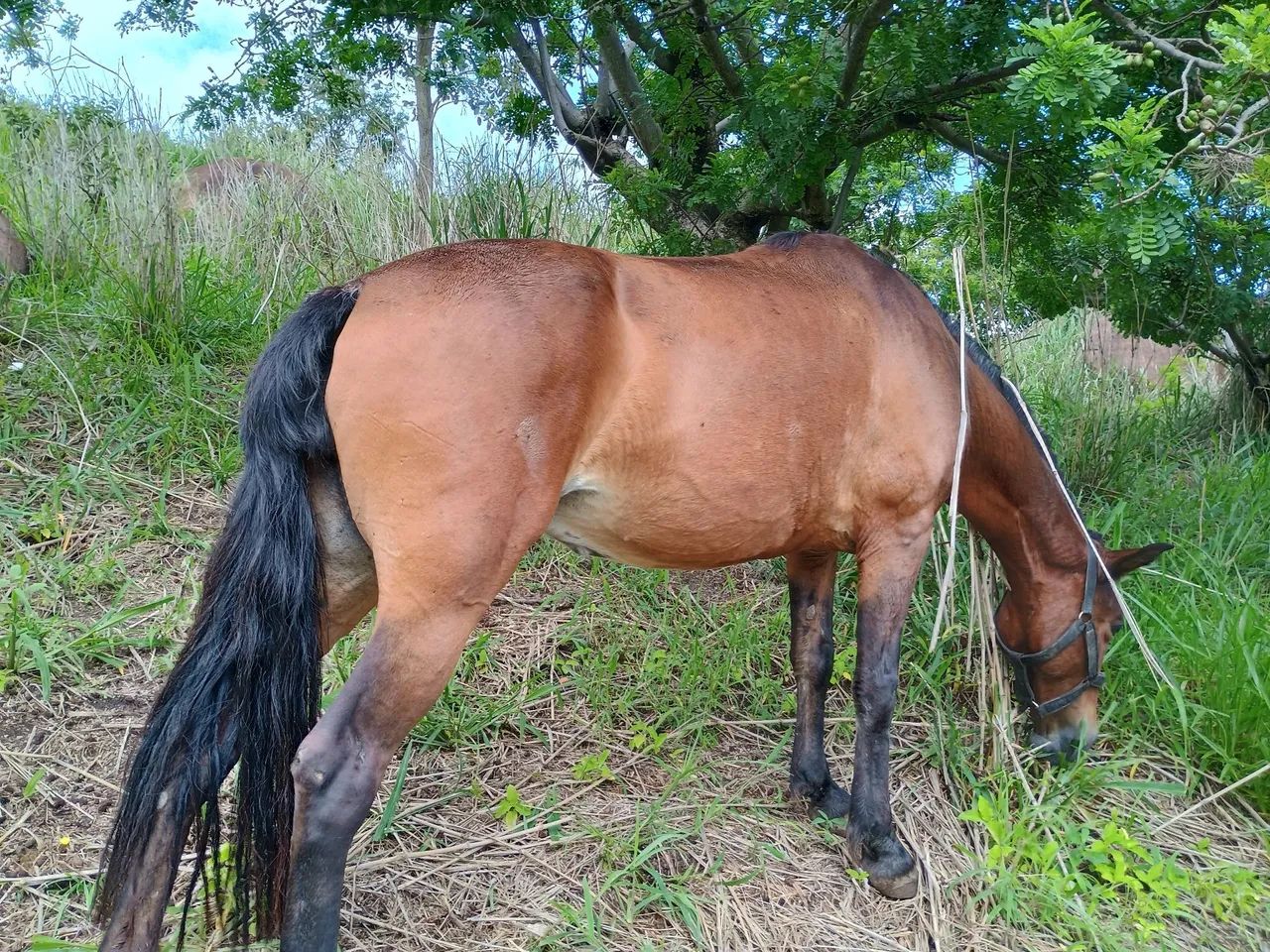 Cavalo Mangalarga Marchador