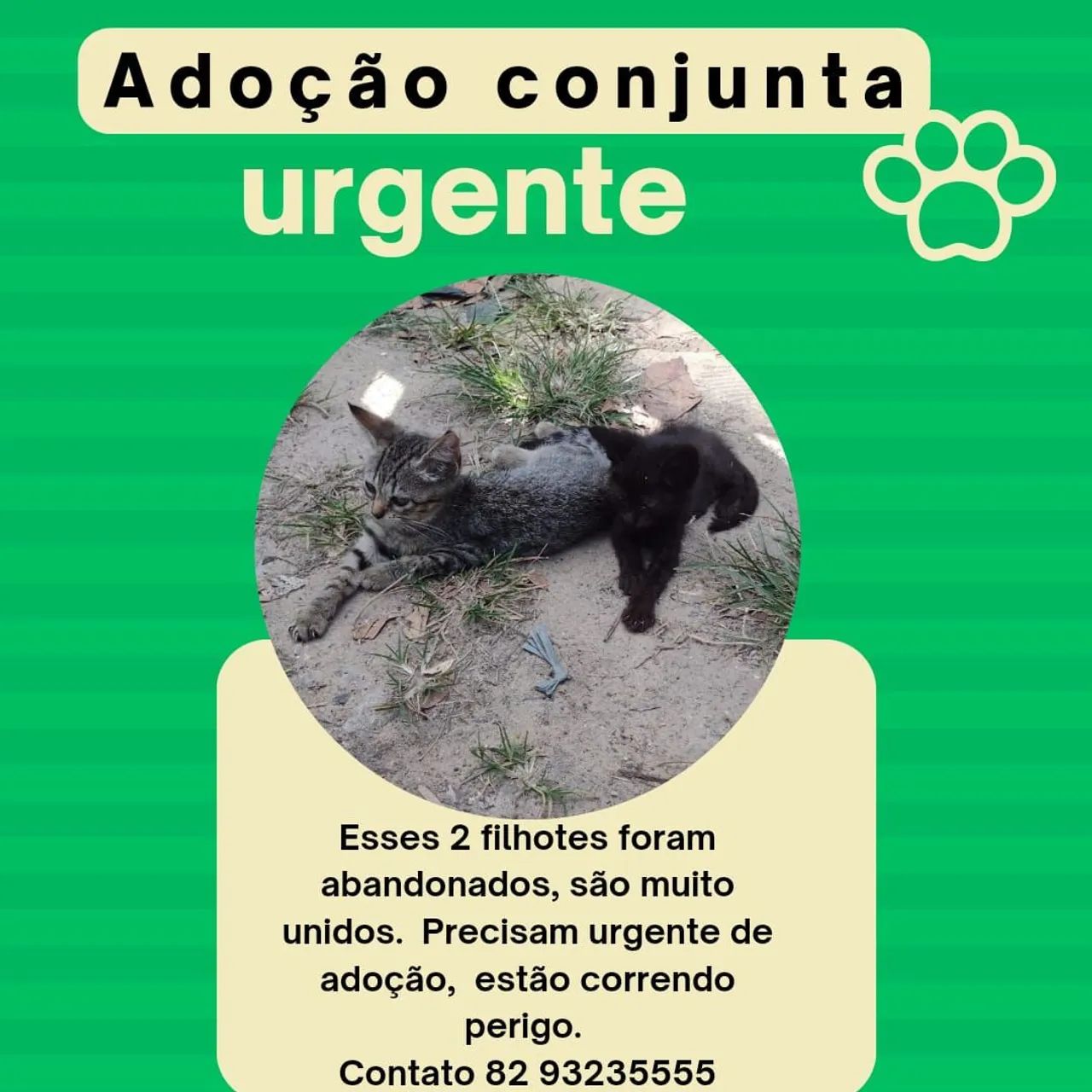 Gatinho para adoção 