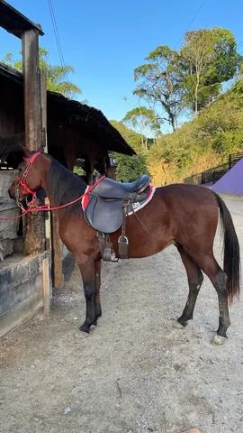 Garanhão Puro sangue Árabe - Foto 3